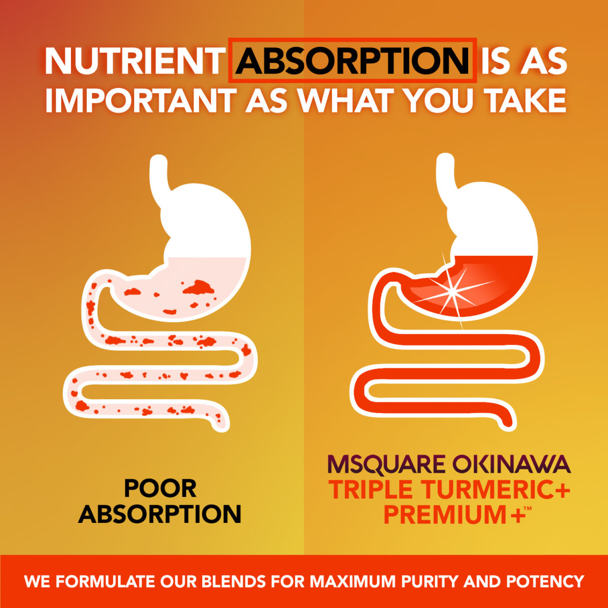 MSquare Okinawa Triple Turmeric Premium + Digestion